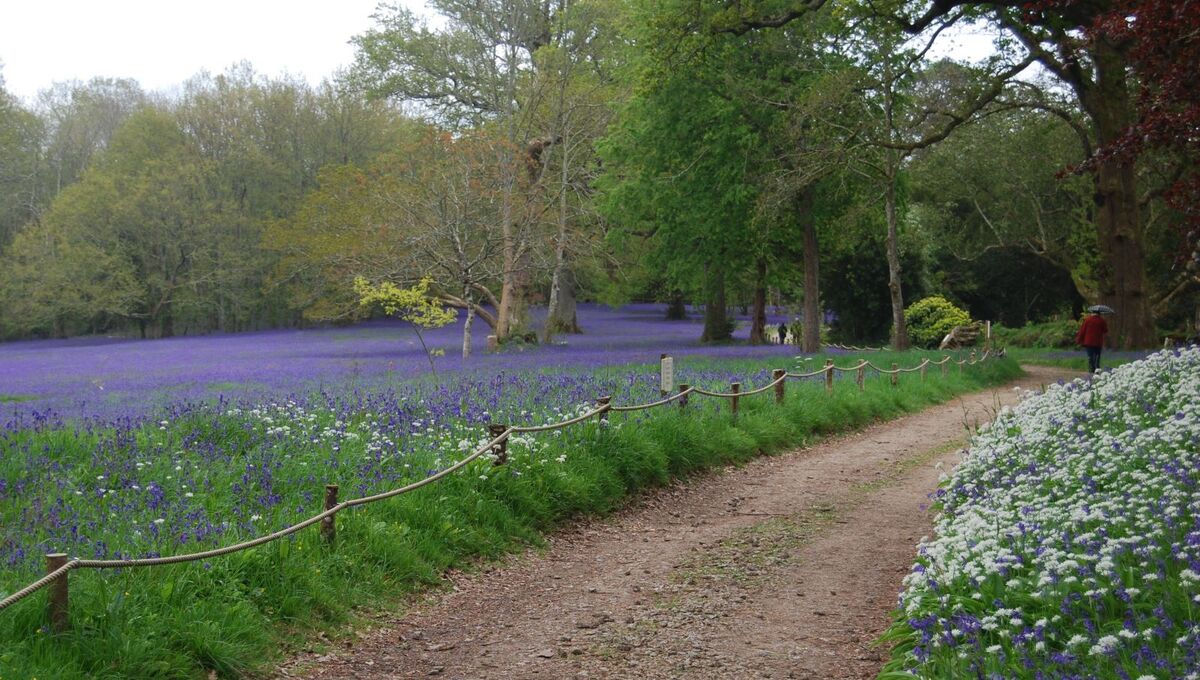 Bluebells  with wild garlic, Enys Gardens, Cornwall - Roy Cane